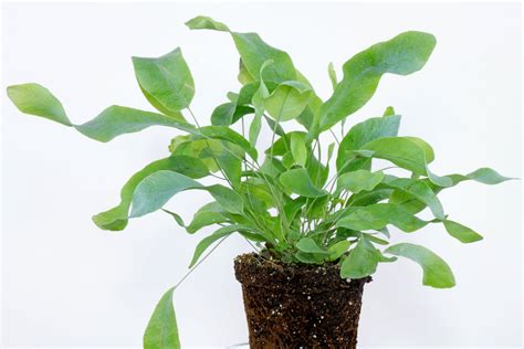 金水龍骨|屬於 金水龍骨 (Phlebodium aureum) 的照片 愛自然